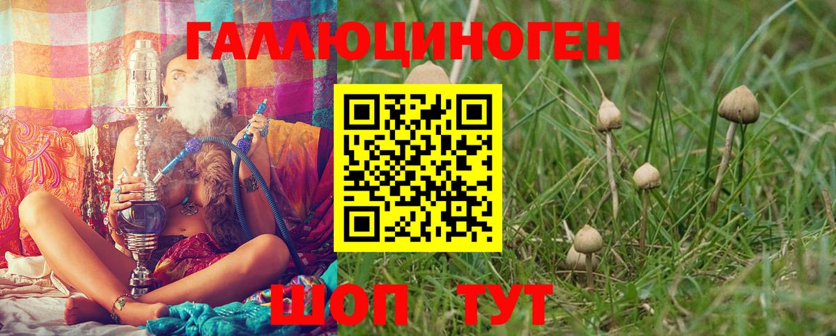 Урус-Мартан  Псилоцибиновые грибы Psilocybe  Вход с VPN  Галлюциногенные грибы прущие грибы 